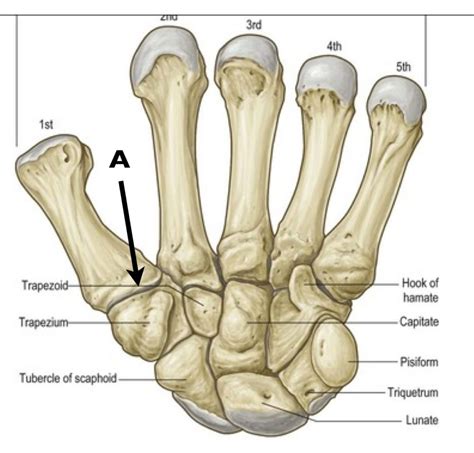 Thumb Pain – Sharing The Health