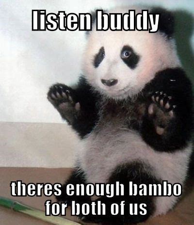 15 Incredibly Funny Panda Memes | Funny animal quotes, Funny animals, Panda bear