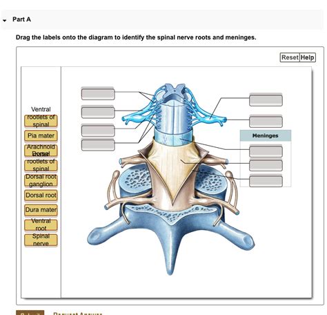 Drag the labels onto the diagram to identify the spinal nerve roots and ...