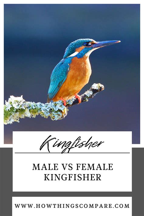 Male vs Female Kingfisher: What Are The Differences? – howthingscompare.com