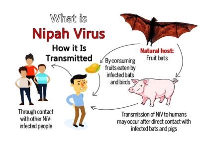 Nipah Virus: The Causes, Symptoms And Treatment | Kerala