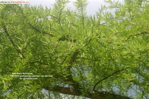 taxodium distichum (Linn) LCWich_植物图片库_植物通