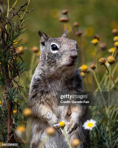 39 Squirrel Idaho Stock Photos, High-Res Pictures, and Images - Getty ...