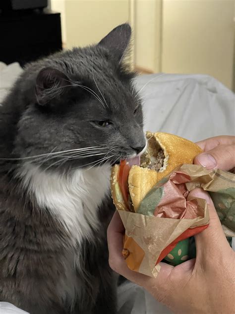 My cat loves whopper burger : r/BurgerKing