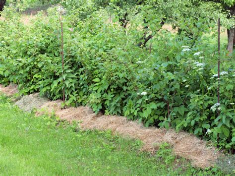 7 Secrets For Your Best Ever Raspberry Harvest