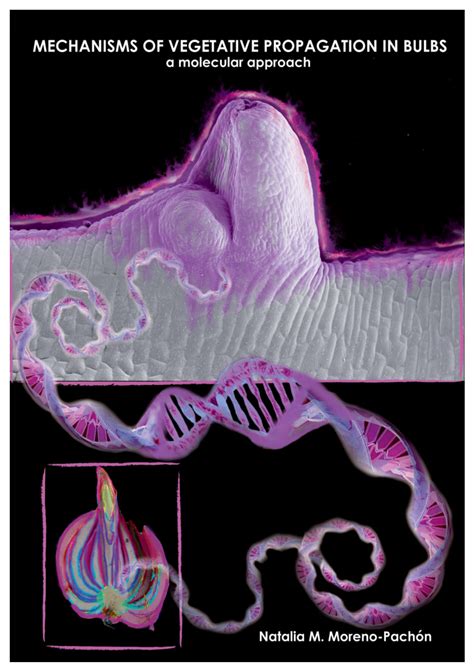 MECHANISMS of VEGETATIVE PROPAGATION in BULBS a Molecular Approach ...