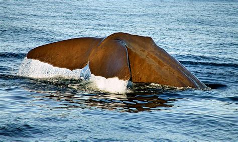 Sperm whale diving. | The mighty sperm whale is a multiple r… | Flickr