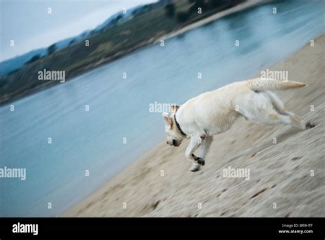 A dog runs on the beach in Carmel-by-the-Sea California Stock Photo - Alamy