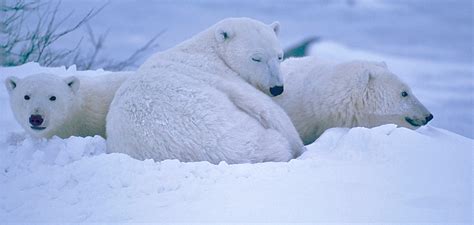 “New” Greenland Polar Bears Found