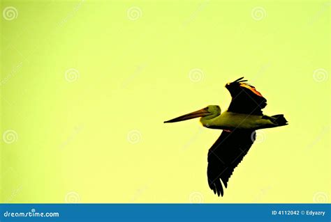 FLYING PELICAN SILHOUETTE stock photo. Image of outline - 4112042