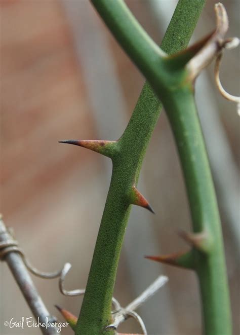 clay and limestone: Wildflower Wednesday: Smilax bona-nox