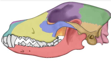 Canine Skull Bones Diagram | Quizlet