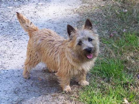 Cairn Terrier Rescue Puppies