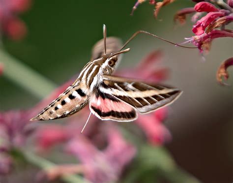 Hummingbird Moth Photograph by Allen Lang