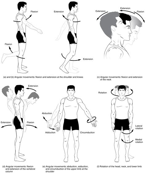 Types of Body Movements · Anatomy and Physiology