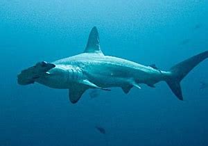 UnderwaterTimes | Hong Kong Shark Fins Traced To Their Geographic Origin For First Time Using ...