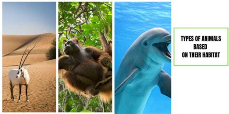 Types of animals based on habitat - Remember Animals