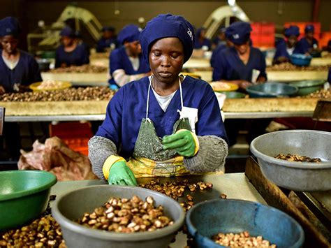 Ivory Coast cashes in on the cashew | Africa – Gulf News