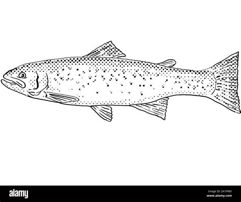 Cartoon style line drawing of a rainbow trout Oncorhynchus mykiss or steelhead a freshwater fish ...