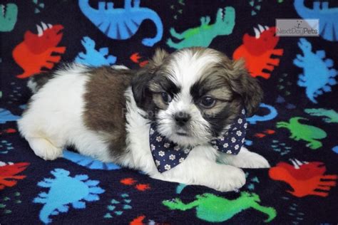 Pee Wee: Shih Tzu puppy for sale near Tyler / East TX, Texas ...