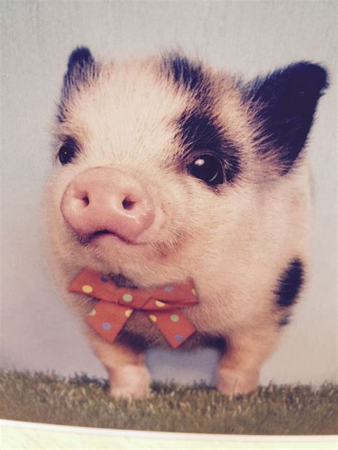 Pin by Candice Bélony on So cute | Baby animals, Cute pigs, Cute little animals