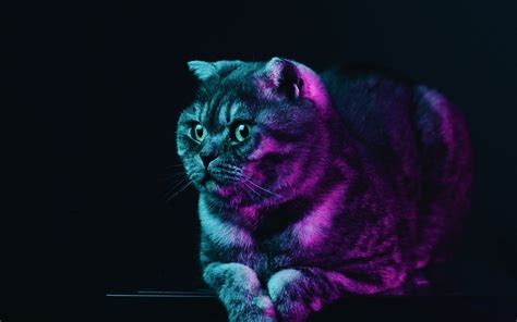 Neon Animal Wallpapers - 4k, HD Neon Animal Backgrounds on WallpaperBat