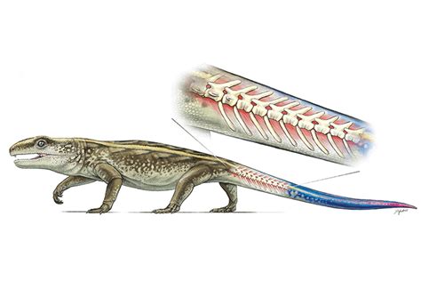 Ancient reptile Captorhinus could detach its tail to elude predators