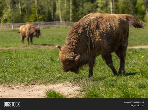 Herd Bison On Green Image & Photo (Free Trial) | Bigstock