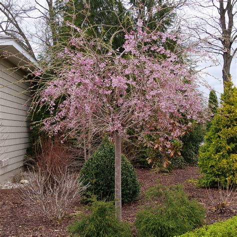 PINK SNOW SHOWERS™ Flowering Cherry - Proven Winners ColorChoice Flowering Shrubs