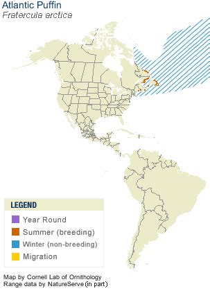 Atlantic Puffin, Life History, All About Birds - Cornell Lab of Ornithology