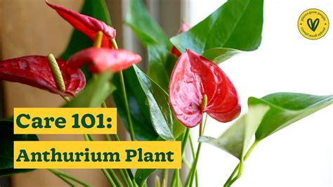 How to Take Care of Your Anthurium Plants | Anthurium Care Tips | Ugaoo - YouTube