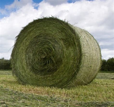 Buy Timothy Hay bales for sale - Premium Timothy hay wholesale supplier - Buy Hay Bales for sale ...