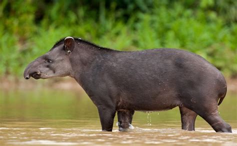 Tapir Amazónico | Wiki Reino Animalia | Fandom