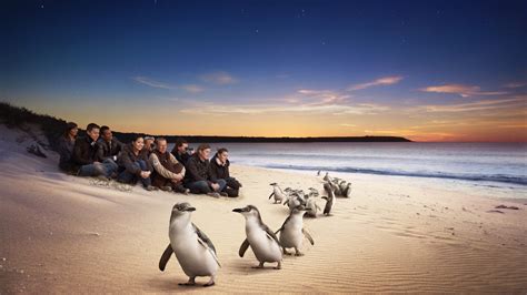 One Day Phillip Island Penguin Parade and Wildlife Adventure Tour, Tour, Melbourne, Victoria ...