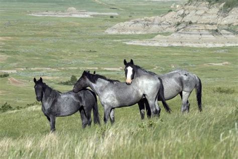 Wild Horses - Picture of Theodore Roosevelt National Park, North Dakota - TripAdvisor