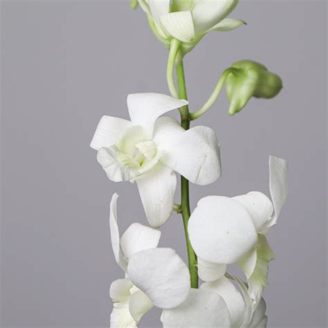 Dendrobium Orchids White - Mayflower Studio