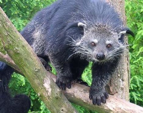 Binturong - Alchetron, The Free Social Encyclopedia