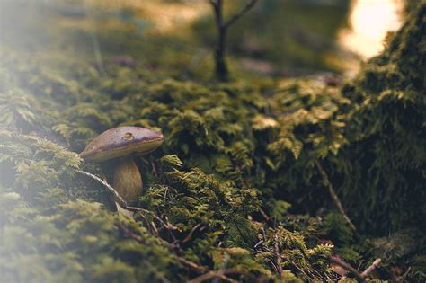 Goblincore aesthetic - why we have fallen in love with mushrooms?