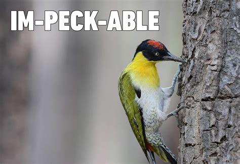 Bird Puns That Will Quack You Up | Reader's Digest