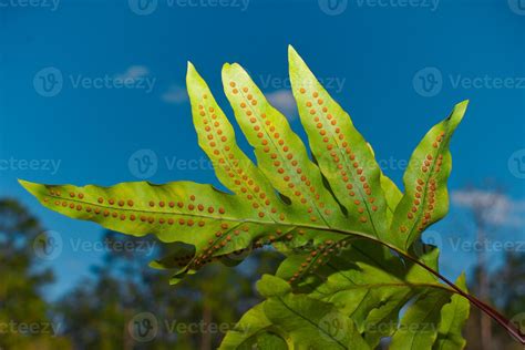 Golden Polypody Fern - Phlebodium aureum 11915534 Stock Photo at Vecteezy