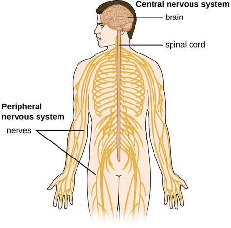 26.1: Anatomy of the Nervous System - Biology LibreTexts