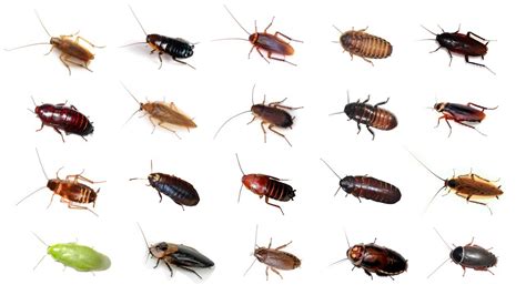 3+ Types Of Roaches With Best Pictures - The Cockroach Guide