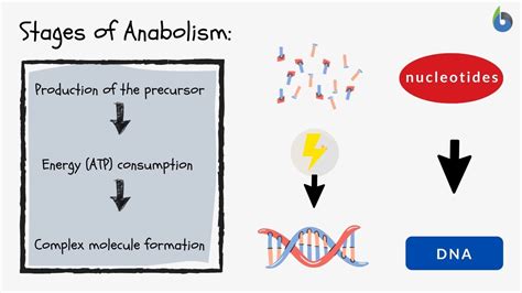 Anabolism - Definition and Examples - Biology Online Dictionary