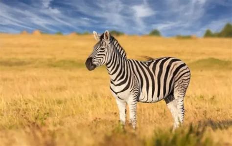 Curiosity Satisfied: What Does Zebra Meat Taste Like?