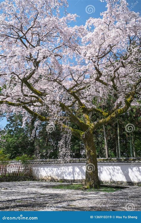 Weeping Cherry Blossom at Daigoji Temple Daigo-ji in Kyoto, Japan. Stock Image - Image of sakura ...