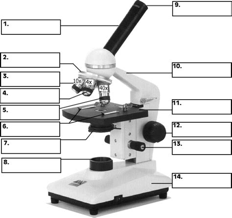 Parts Of A Compound Light Microscope Worksheet