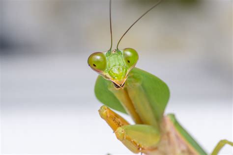 Praying Mantis are Deadly to Their Prey - Drive-Bye Pest Exterminators