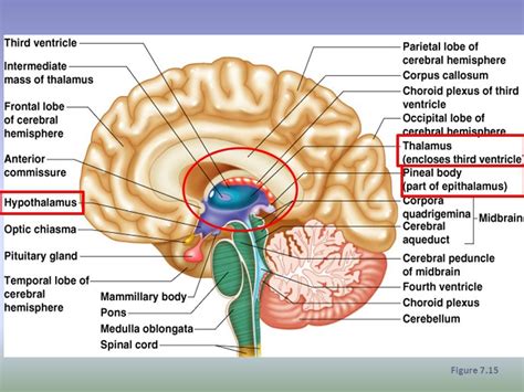 Intermediate Mass Of Thalamus - slidesharetrick