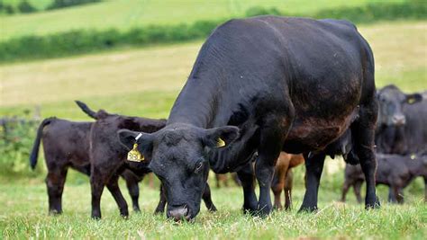 Small Lowline breed packs big beef production punch - Farmers Weekly