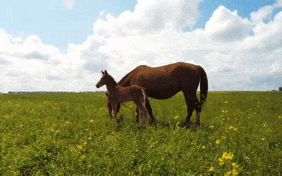 Beautiful Horse GIF HD Images - Mk GIFs.com